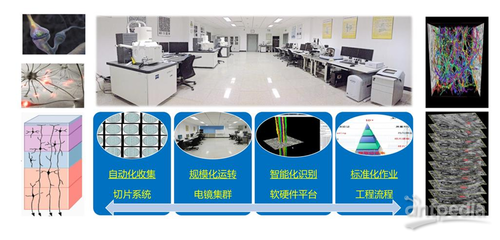 细胞能量工厂——线粒体如何解码神经元活动模态及其在网络技术开发中的应用